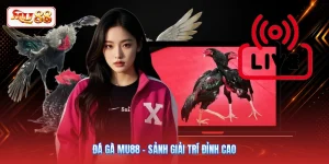Đá Gà MU88 - Sảnh Giải Trí Đỉnh Cao Bạn Không Nên Bỏ Lỡ